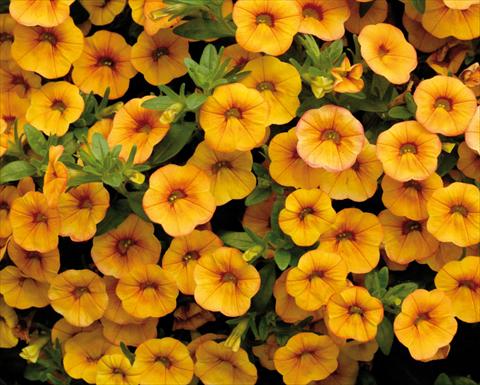 Photo de variété de fleurs à utiliser comme: Pot, patio, Suspension Calibrachoa Sweet Bells® Arancio