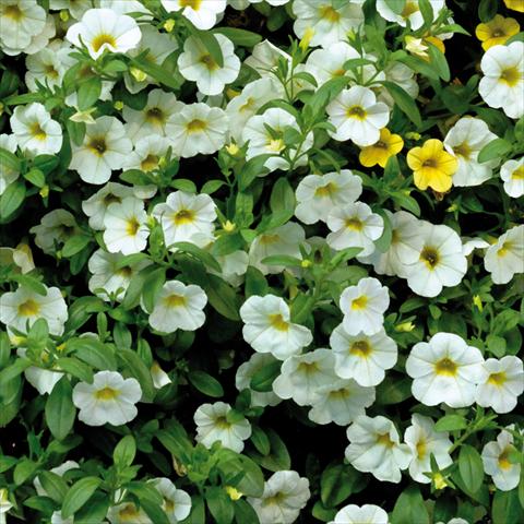 Photo de variété de fleurs à utiliser comme: Pot, patio, Suspension Calibrachoa Sweet Bells® Bianco