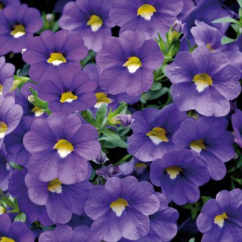 Photo de variété de fleurs à utiliser comme: Pot, patio, Suspension Calibrachoa Sweet Bells® Blu