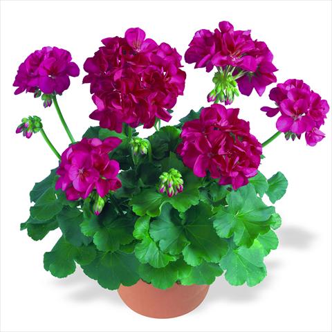 Photo de variété de fleurs à utiliser comme: Pot Pelargonium zonale RED FOX Survivor Neon Violet
