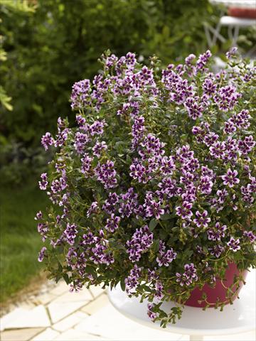Photo de variété de fleurs à utiliser comme: Pot, patio, Suspension Cuphea ilavea Vienco Lavender