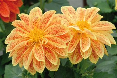 Photo de variété de fleurs à utiliser comme: Pot et Plante à massif Dahlia Royal® Dahlietta Giallo Splash