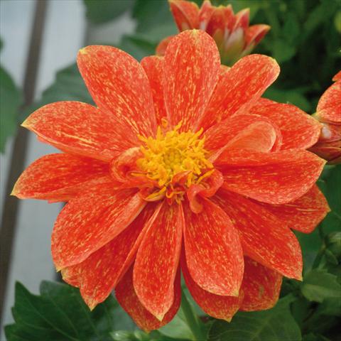 Photo de variété de fleurs à utiliser comme: Pot et Plante à massif Dahlia Royal® Dahlietta Rosso Splash