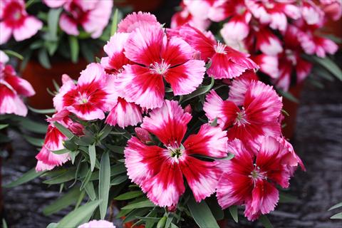 Photo de variété de fleurs à utiliser comme: Pot et Plante à massif Dianthus chinensis Parfait Crimson Eye