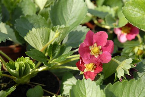 Photo de variété de fleurs à utiliser comme: Pot et Plante à massif Fragaria Fragola rifiorente a fiore rosso