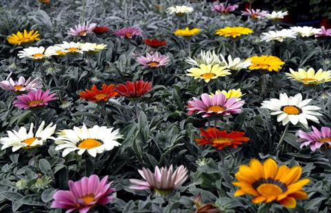 Photo de variété de fleurs à utiliser comme: Pot et Plante à massif Gazania splendens Mix