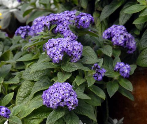 Photo de variété de fleurs à utiliser comme: Pot et Plante à massif Heliotropium arborescens Blu