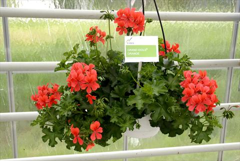 Photo de variété de fleurs à utiliser comme: Pot, patio, Suspension Pelargonium peltatum Grand Idols® Orange