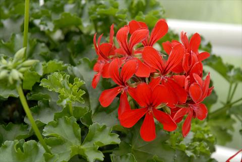 Photo de variété de fleurs à utiliser comme: Pot, patio, Suspension Pelargonium peltatum Grand Idols® Red