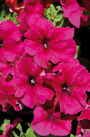 Photo de variété de fleurs à utiliser comme: Pot, patio, Suspension Petunia x hybrida Limbo Burgundy