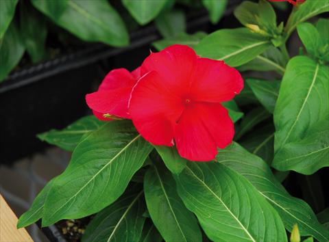 Photo de variété de fleurs à utiliser comme: Pot, patio, Suspension Catharanthus roseus - Vinca Titan F1 Dark Red