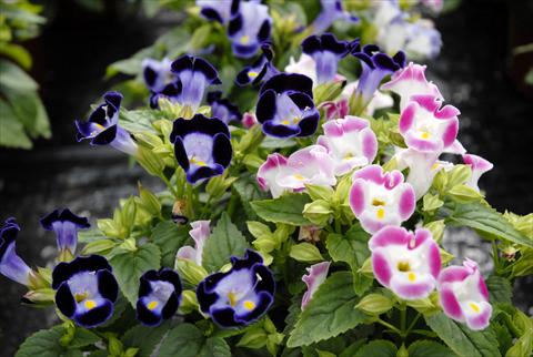 Photo de variété de fleurs à utiliser comme: Pot, patio, Suspension Torenia Mix
