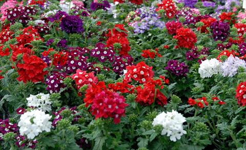Photo de variété de fleurs à utiliser comme: Pot, patio, Suspension Verbena hybrida Mix