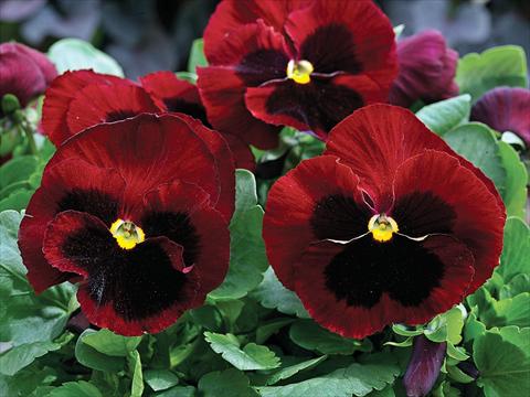 Photo de variété de fleurs à utiliser comme: Pot et Plante à massif Viola wittrockiana Mammoth Big Red