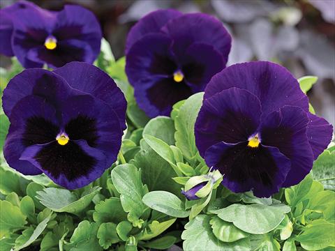 Photo de variété de fleurs à utiliser comme: Pot et Plante à massif Viola wittrockiana Mammoth Deep Blue Dazzle