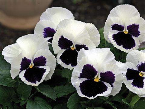 Photo de variété de fleurs à utiliser comme: Pot et Plante à massif Viola wittrockiana Mammoth Glamarama White