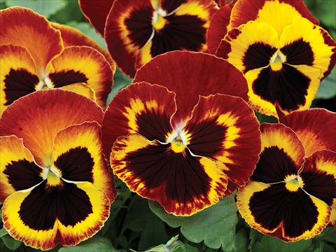Photo de variété de fleurs à utiliser comme: Pot et Plante à massif Viola wittrockiana Mammoth On Fire