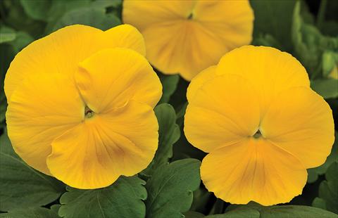 Photo de variété de fleurs à utiliser comme: Pot et Plante à massif Viola wittrockiana Mammoth Prima Yellorina