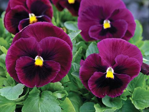 Photo de variété de fleurs à utiliser comme: Pot et Plante à massif Viola wittrockiana Mammoth Rocky Rose