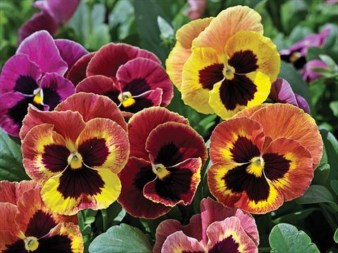 Photo de variété de fleurs à utiliser comme: Pot et Plante à massif Viola wittrockiana Mammoth Sangria Punch