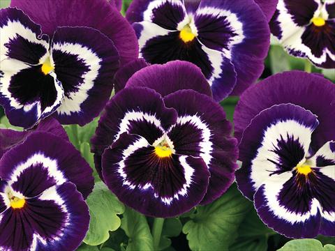 Photo de variété de fleurs à utiliser comme: Pot et Plante à massif Viola wittrockiana Mammoth Viva La Violet