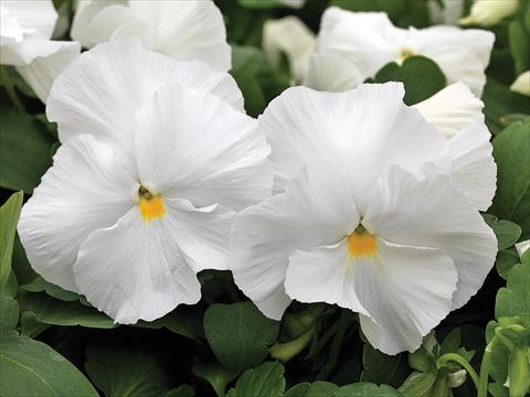 Photo de variété de fleurs à utiliser comme: Pot et Plante à massif Viola wittrockiana Mammoth White Hot