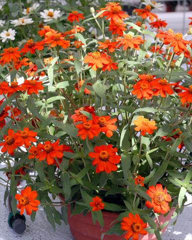 Photo de variété de fleurs à utiliser comme: Pot et Plante à massif Zinnia interspecifica Profusion Rosso