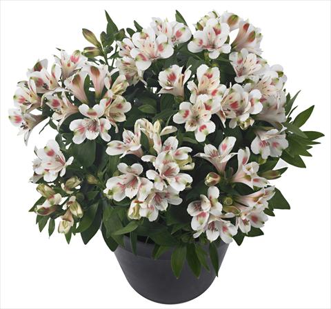Photo de variété de fleurs à utiliser comme: Pot et Plante à massif Alstroemeria Inticancha® Creamy Dark Pink