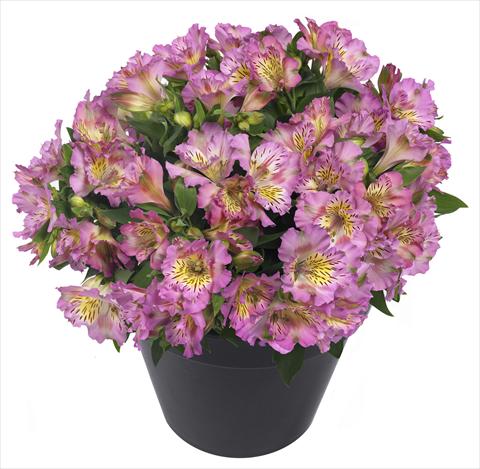 Photo de variété de fleurs à utiliser comme: Pot et Plante à massif Alstroemeria Inticancha® Sunday