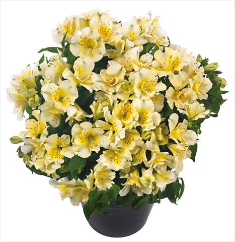 Photo de variété de fleurs à utiliser comme: Pot et Plante à massif Alstroemeria Inticancha® Sunlight