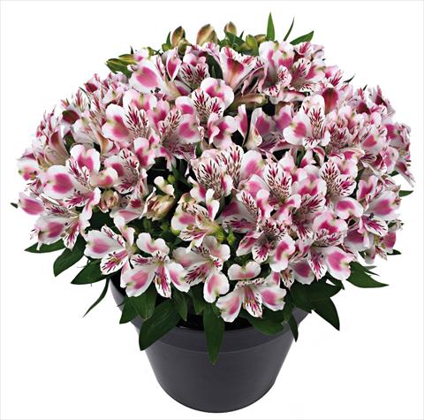 Photo de variété de fleurs à utiliser comme: Pot et Plante à massif Alstroemeria Inticancha® White Pink Blush