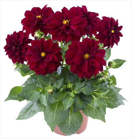 Photo de variété de fleurs à utiliser comme: Pot et Plante à massif Dahlia Carolina Burgundy