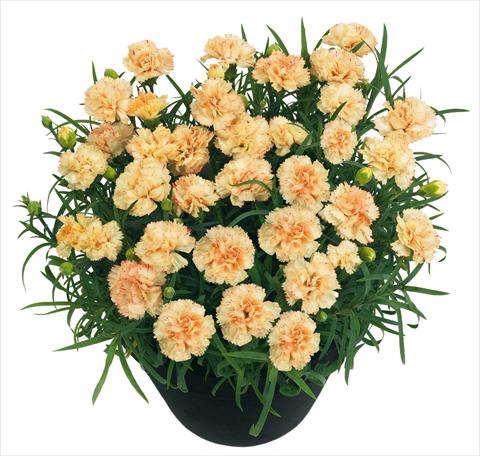 Photo de variété de fleurs à utiliser comme: Pot et Plante à massif Dianthus BlingBling