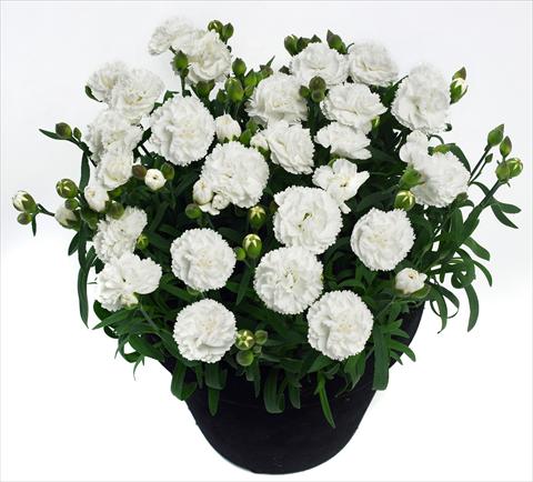 Photo de variété de fleurs à utiliser comme: Pot et Plante à massif Dianthus Cosmos