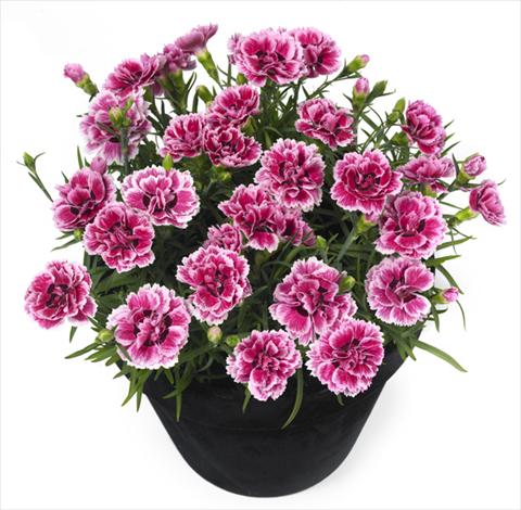 Photo de variété de fleurs à utiliser comme: Pot et Plante à massif Dianthus Esta