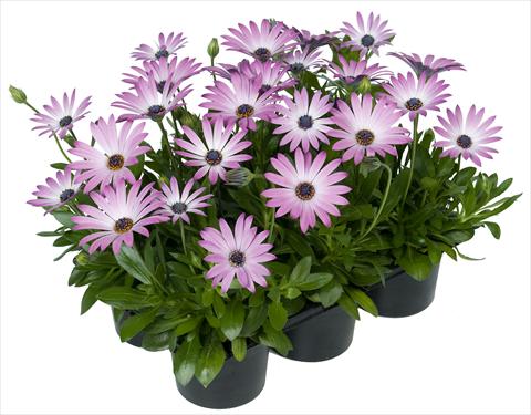 Photo de variété de fleurs à utiliser comme: Pot et Plante à massif Osteospermum Margarita Nano® Light Pink