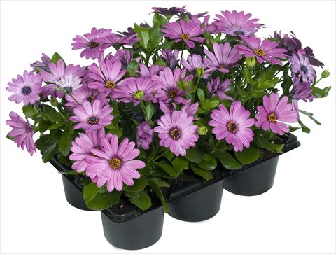Photo de variété de fleurs à utiliser comme: Pot et Plante à massif Osteospermum Margarita Nano® Pink