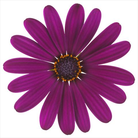 Photo de variété de fleurs à utiliser comme: Pot et Plante à massif Osteospermum Margarita Nano® Purple
