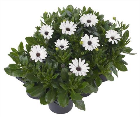 Photo de variété de fleurs à utiliser comme: Pot et Plante à massif Osteospermum Margarita Nano® White
