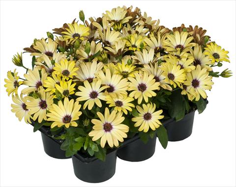 Photo de variété de fleurs à utiliser comme: Pot et Plante à massif Osteospermum Margarita Nano® Yellow