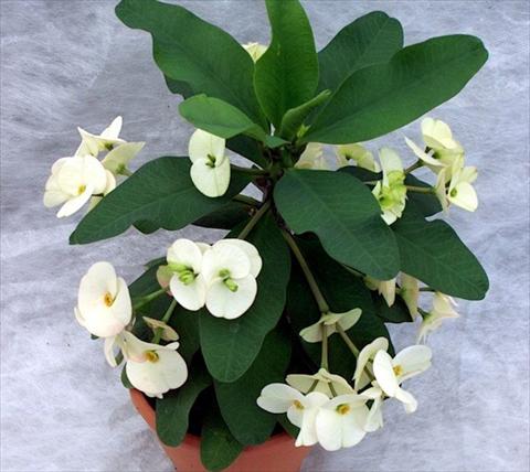 Photo de variété de fleurs à utiliser comme: Pot et Plante à massif Euphorbia x martinii Athena 2006