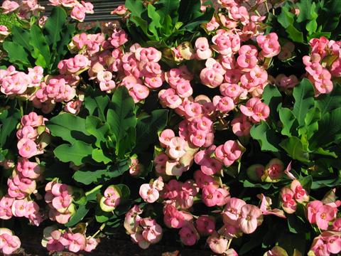 Photo de variété de fleurs à utiliser comme: Pot et Plante à massif Euphorbia x martinii Pandorra