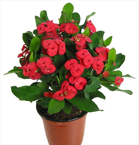 Photo de variété de fleurs à utiliser comme: Pot et Plante à massif Euphorbia x martinii Vulcanus