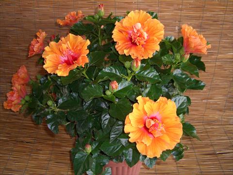 Photo de variété de fleurs à utiliser comme: Pot et Plante à massif Hibiscus rosa-sinensis Targa