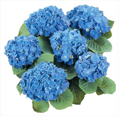 Photo de variété de fleurs à utiliser comme: Pot et Plante à massif Hydrangea macrophylla Everbloom Blue Heaven