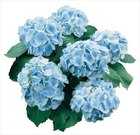 Photo de variété de fleurs à utiliser comme: Pot et Plante à massif Hydrangea macrophylla Everbloom Blue Wonder