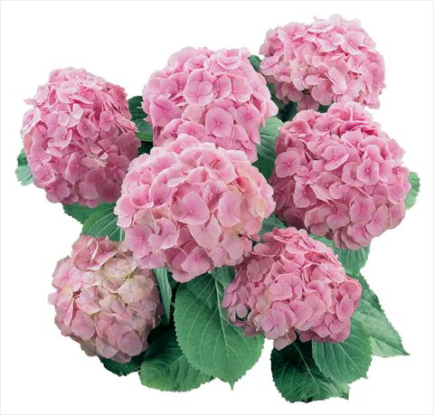 Photo de variété de fleurs à utiliser comme: Pot et Plante à massif Hydrangea macrophylla Everbloom Pink Wonder