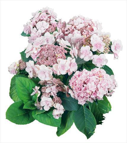 Photo de variété de fleurs à utiliser comme: Pot et Plante à massif Hydrangea macrophylla YOU&ME Emotion Youmethree Rosa