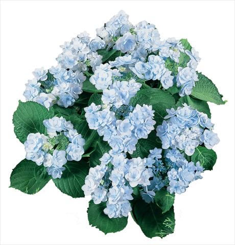 Photo de variété de fleurs à utiliser comme: Pot et Plante à massif Hydrangea macrophylla YOU&ME Forever Youmeone Blu