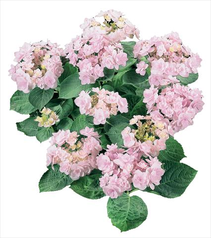 Photo de variété de fleurs à utiliser comme: Pot et Plante à massif Hydrangea macrophylla YOU&ME Forever Youmeone Rosa